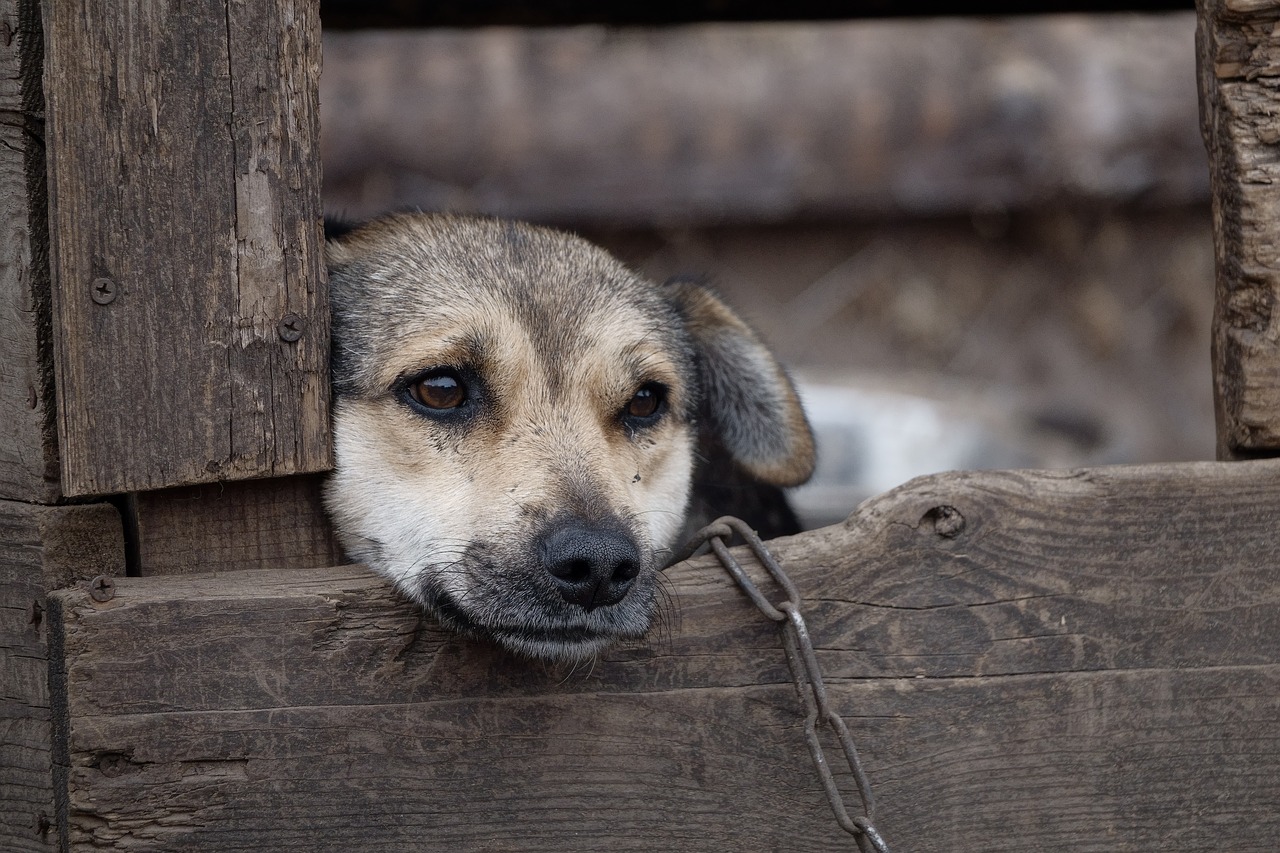 Comment rendre son chien heureux?