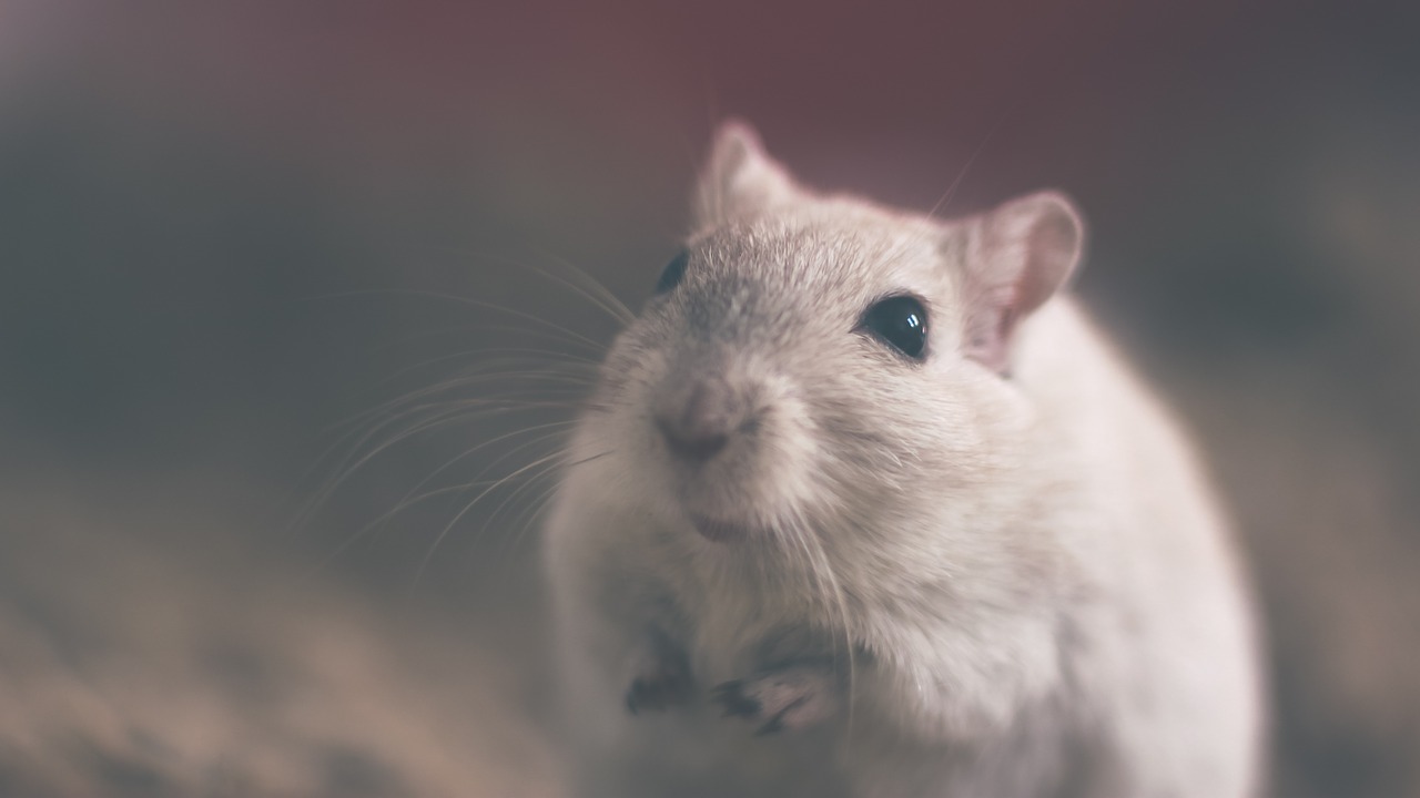 Souris ou rats : Découverte de la passion pour les rongeurs