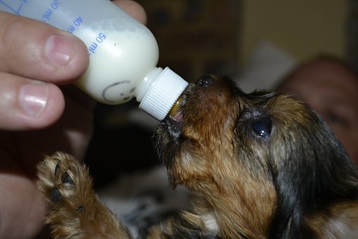 Quelle alimentation adopter pour votre chiot?