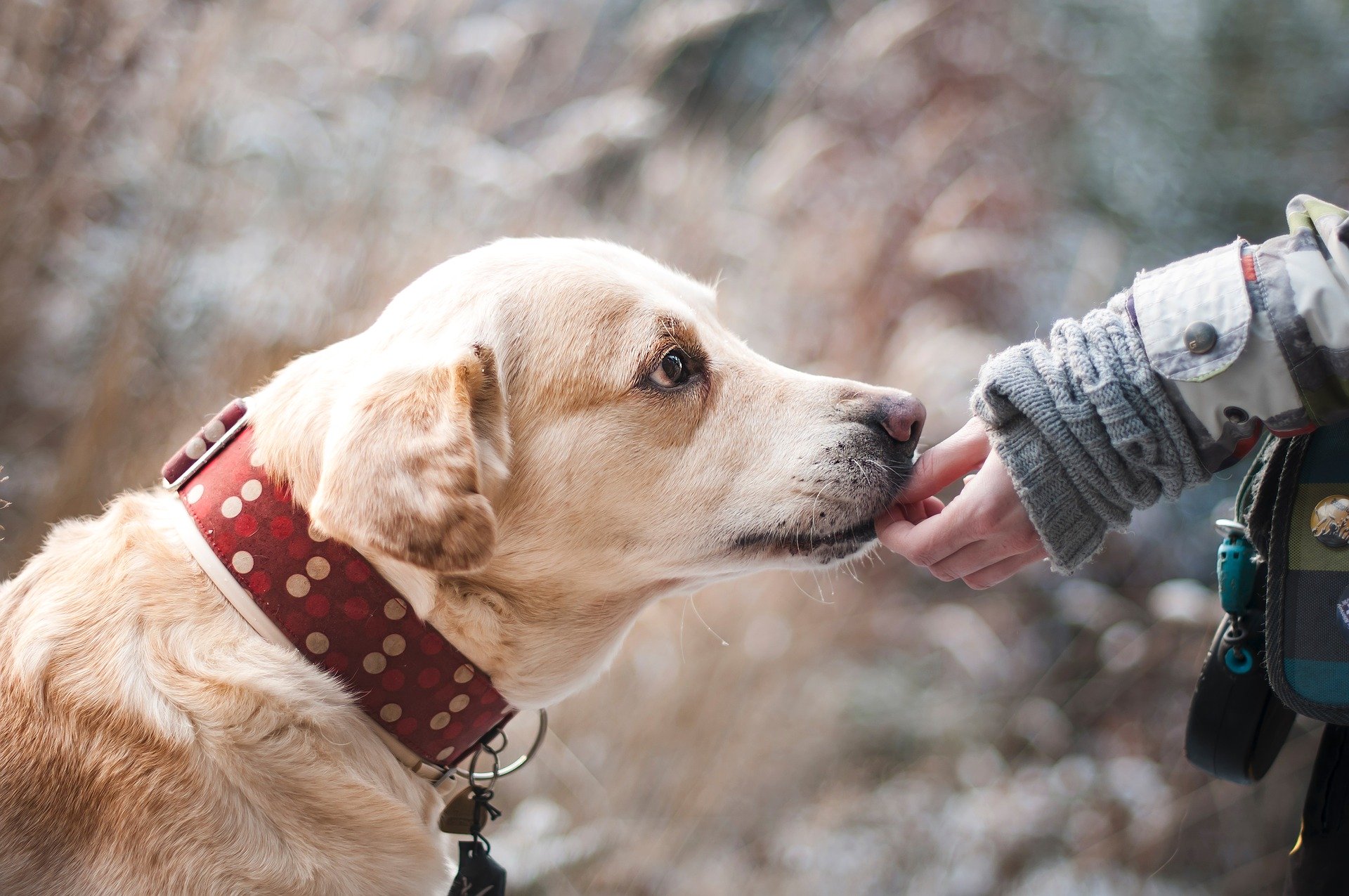 Adopter un chien, a quoi faut-il penser ?