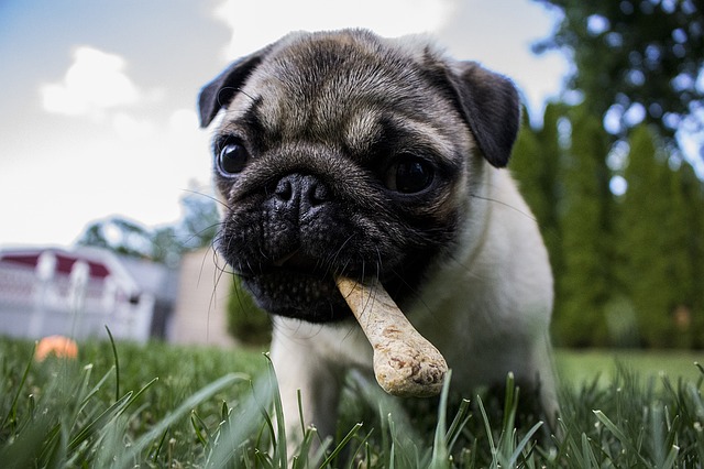 Que faire quand un chiot fait ses dents ?