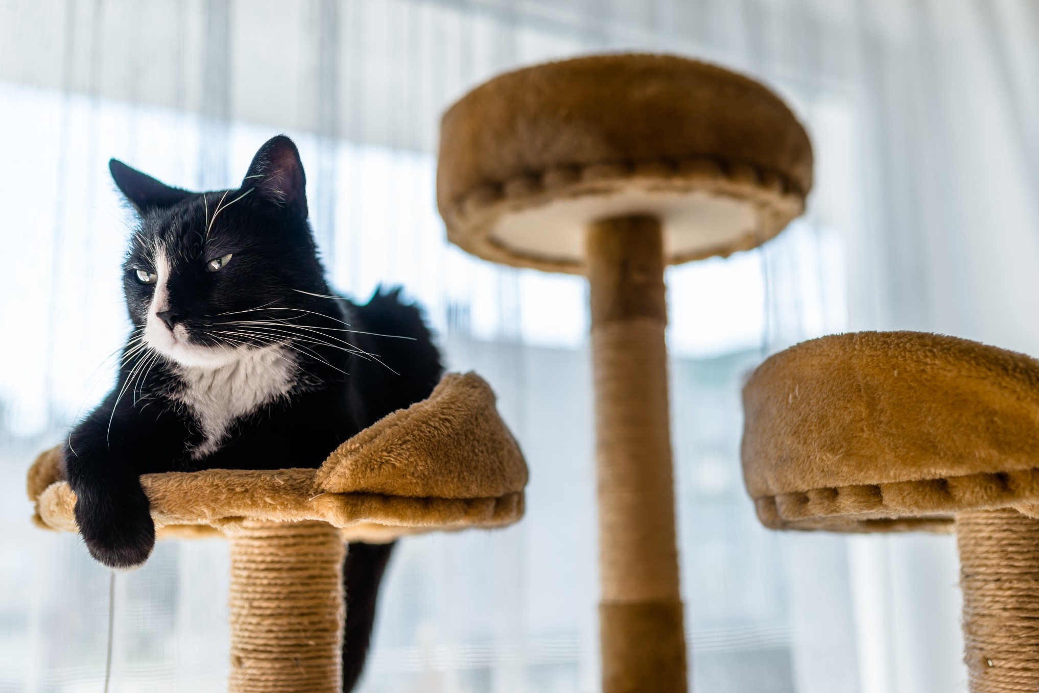 A quoi faut-il penser quand on adopte un chat ?