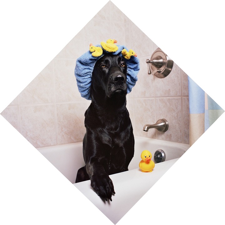 toilettage pour chien