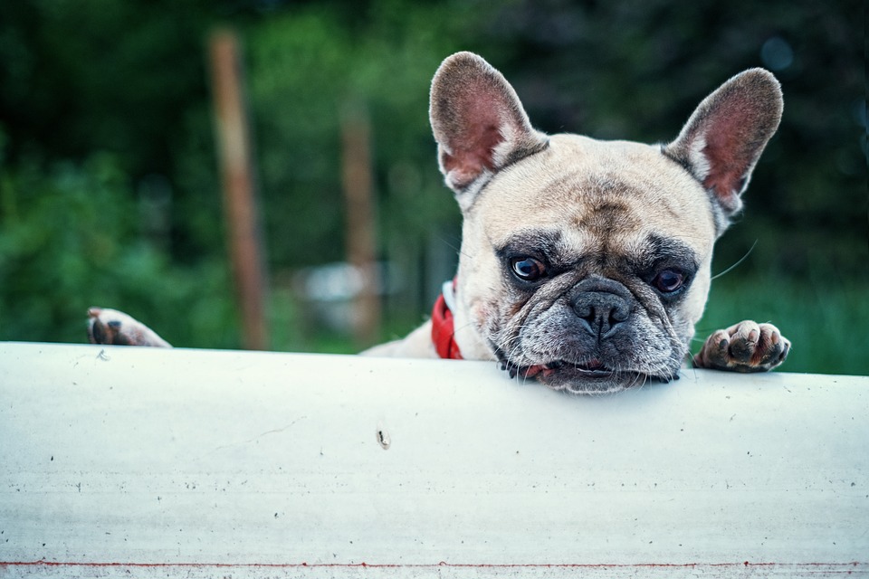 Toiletter votre chien, attention aux griffes