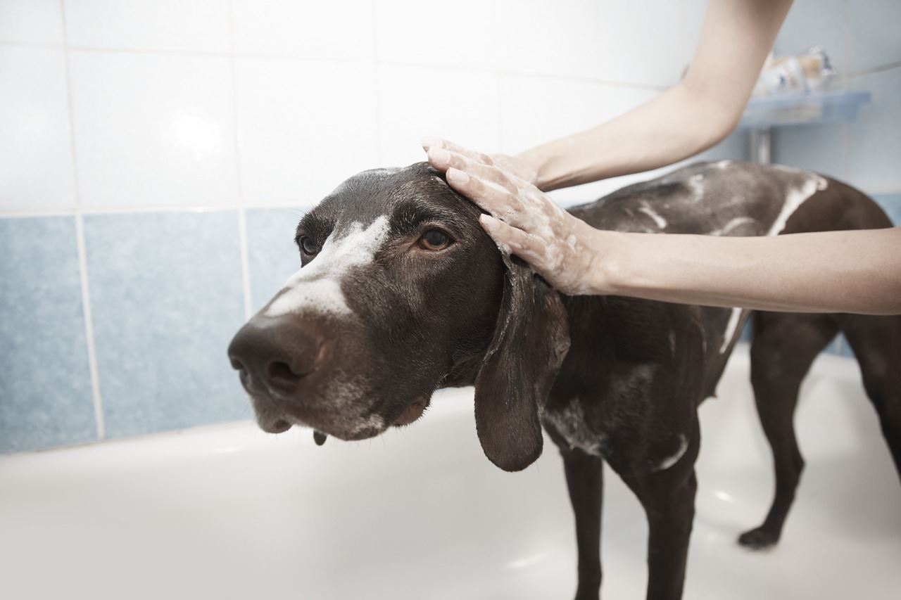 Apprendre à aimer l’hygiène à son chien