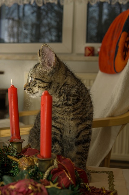 Offrir un calendrier de l’avent pour son chat pour les fêtes de fin d’année