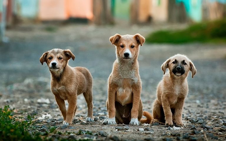 Les besoins énergétiques d’un chien