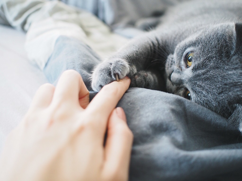 Adopter un chat, à quoi faut-il penser ?