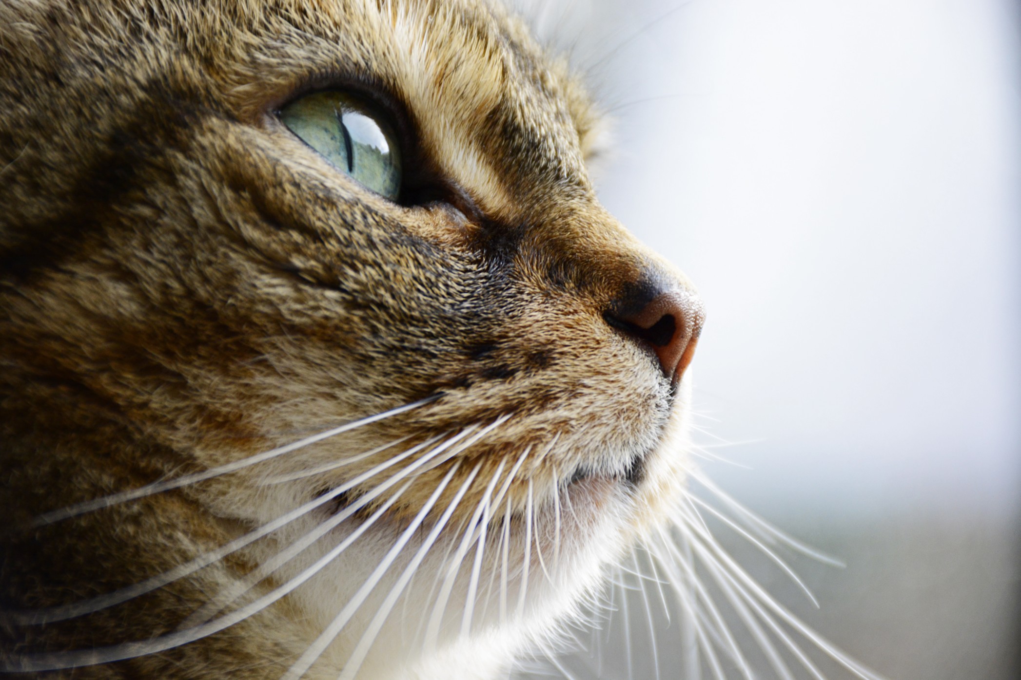 Que faut-il prévoir lorsqu’on recueille un chat chez soi ?