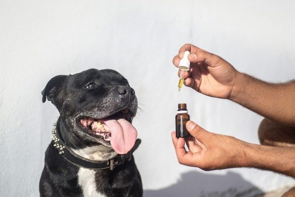 Gater son chien avec des produits contenant du cannabidiol