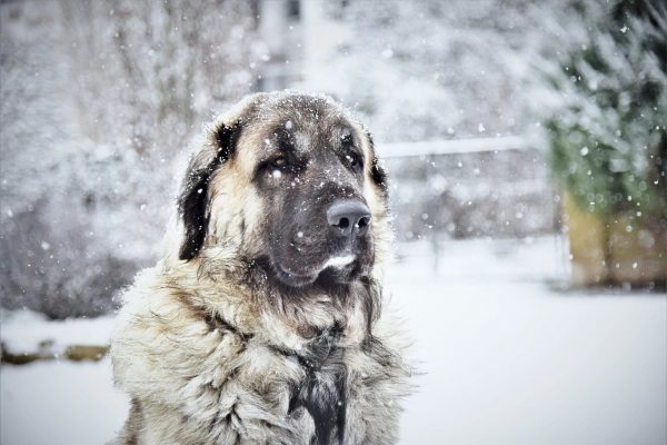 Kangal : Caractere, comportement et soin