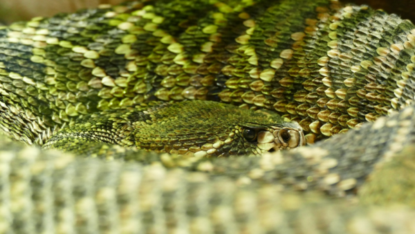 L’univers fascinant des serpents atheris