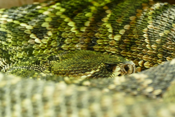 L’univers fascinant des serpents atheris