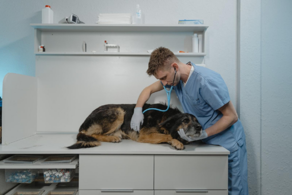 Trouver la meilleure clinique veterinaire a paris pour vos compagnons