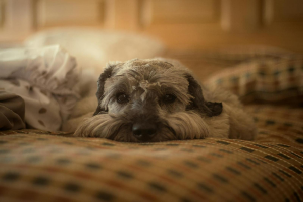 Guide pour choisir le panier ideal pour votre chien