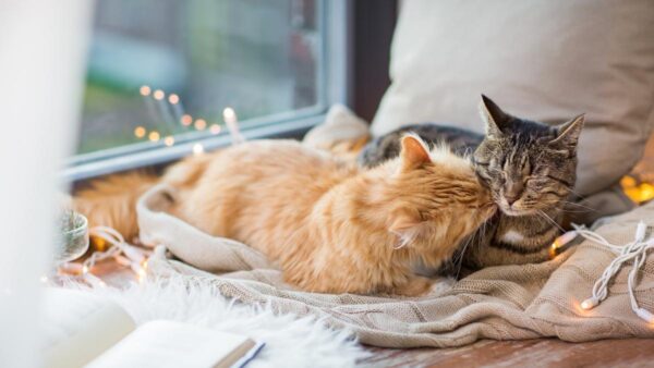 Adopter un deuxième chat : comment réussir la cohabitation ?