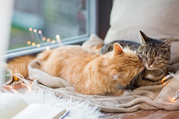Adopter un deuxième chat : comment réussir la cohabitation ?