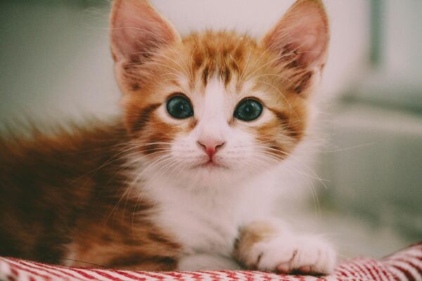Besoins nutritionnels du chaton : ce qu’il faut savoir pour bien démarrer