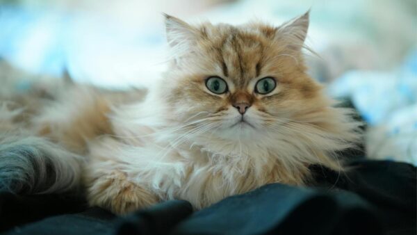 Arbre à chat et bien-être du Persan : comment aménager un environnement vraiment adapté à son chat ?
