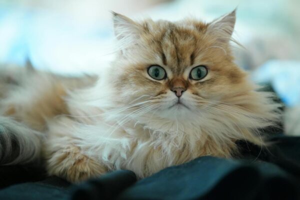 Arbre à chat et bien-être du Persan : comment aménager un environnement vraiment adapté à son chat ?